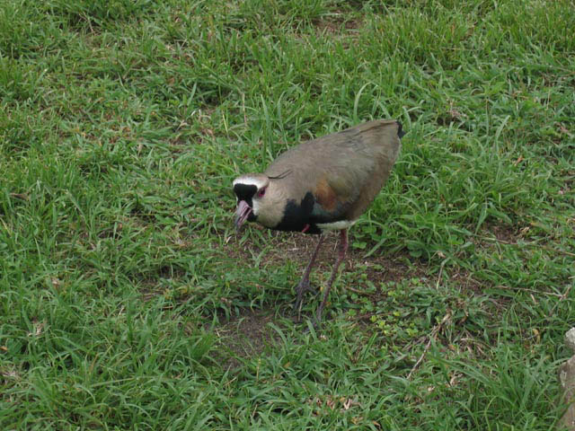 Bird With Spikes
